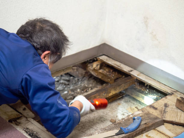 Best Commercial Mold Removal  in Elkridge, MD