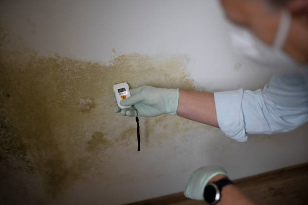 Best Certified Mold Removal  in Elkridge, MD