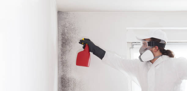 Best Residential Mold Removal  in Elkridge, MD
